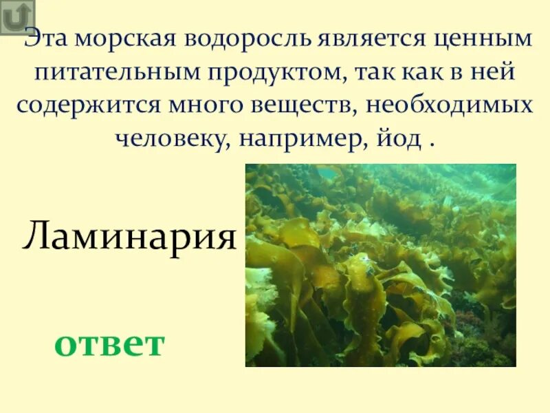 Морская капуста ламинария содержит йод. Водоросли накапливают йод. Бурые водоросли. Бурые водоросли йод. Самыми глубоководными водорослями являются