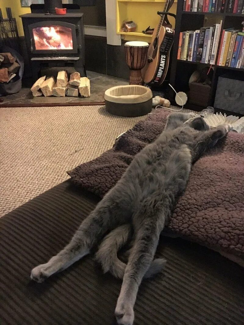 Кот после работы. Дом для кота. уютный котик. кот в квартире. уютные кошки.