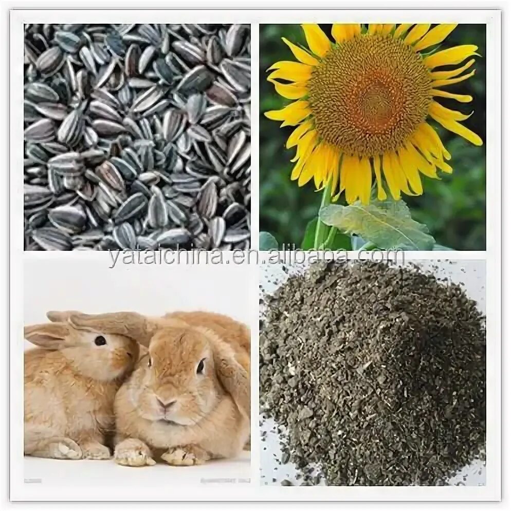 Семенные кролики. Можно кролику семечки. Можно кролику семечки. Кролик семен. Подсолнечник кролик.