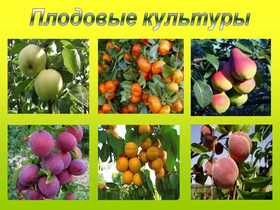 Образцы культурных растений. Плодово ягодные культурные растения. Кладовые культурные растения. Плодовые культурные растения. Плодовые растения примеры 2 класс.
