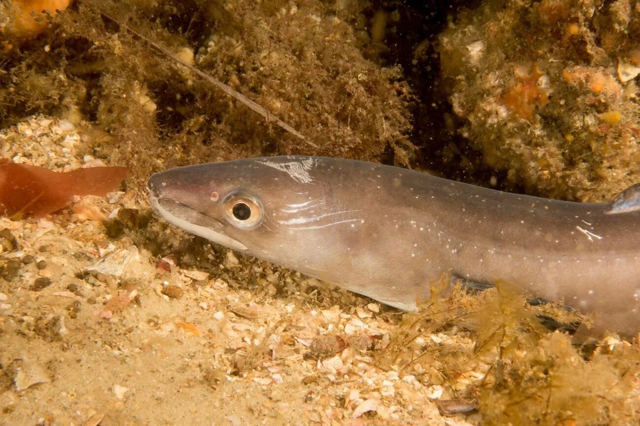 Угорь озерный. Речной угорь. Угорь какая рыба. Речной угорь (anguilla anguilla). Речной угорь (anguilla anguilla).