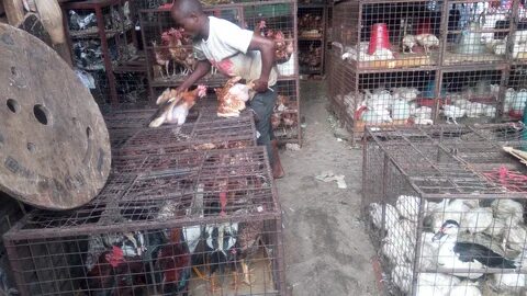 Slaughter house