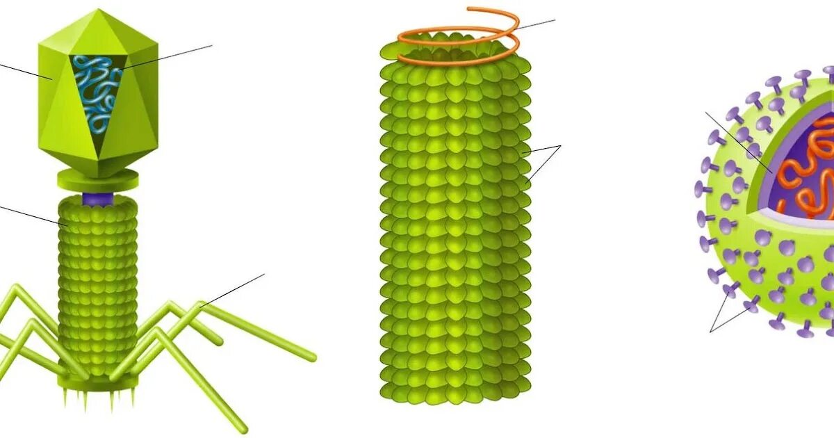 Строение вирусов растений. Икосаэдрический капсид. Строение ВТМ вирус. Вирус табачной мозаики капсид. Вирус табачной мозаики строение.