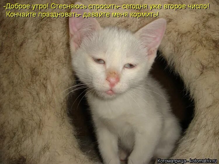 Кот смущается. Кот смущается. Стесняюсь бритого. Стесняюсь бритого. Стесняюсь бритого.