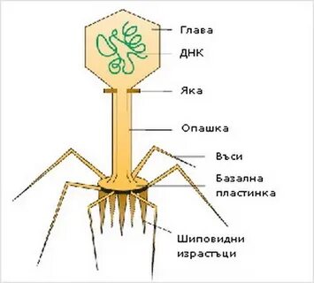 Кале бактериофаг