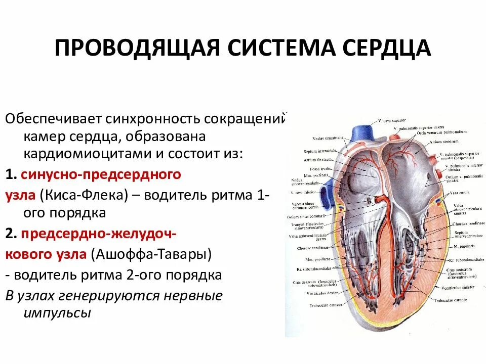 Из чего состоит система сердца. Расположение синусно-предсердного узла проводящей системы сердца. проводящая система сердца таблица. проводящая система сердца обеспечивает. проводящая система сердца образована атипичными кардиомиоцитами.