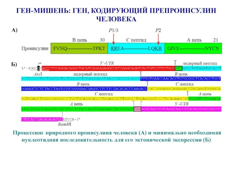 Кодирующая последовательность гена. Искусственный синтез генов. гены мишени. искусственный синтез гена. ген-мишень это.