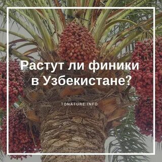 В стране растут финики