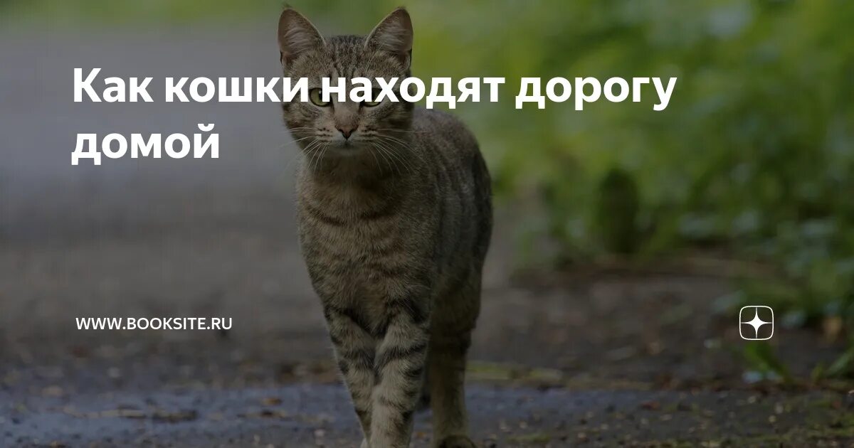 Почему не возвращается кошка. Кошки находят дорогу домой. найдена кошка москва. как кошки узнают дорогу домой.