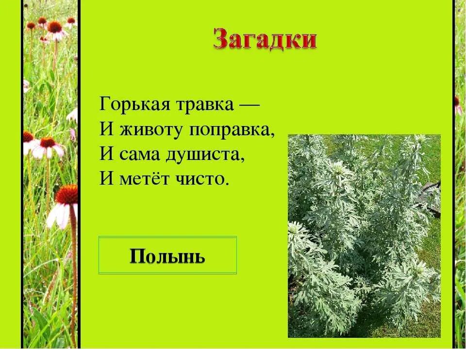 Загадки про растения. Загадки про лекарственные растения. Загадки на тему лечебные растения. Загадки на тему растения. Загадка про траву