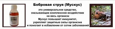 Диабет бобровая струя