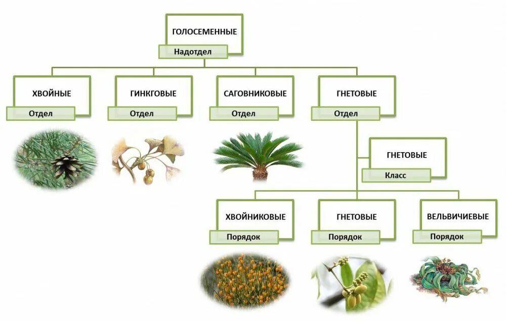 Хвойные это класс или отдел. Классы отдела Голосеменные растения. Систематика голосеменных растений. Классификация голосеменных растений. Классификация голосеменных растений таблица.