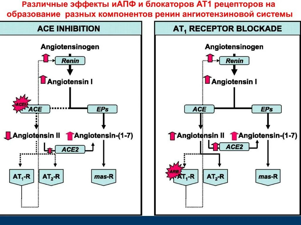 Эффекты АТ-1 рецепторов. Ангиотензин ат1 и ат2 рецепторы. Ингибиторы АТ 1 рецепторов. Блокаторы ат1 рецепторов механизм действия.