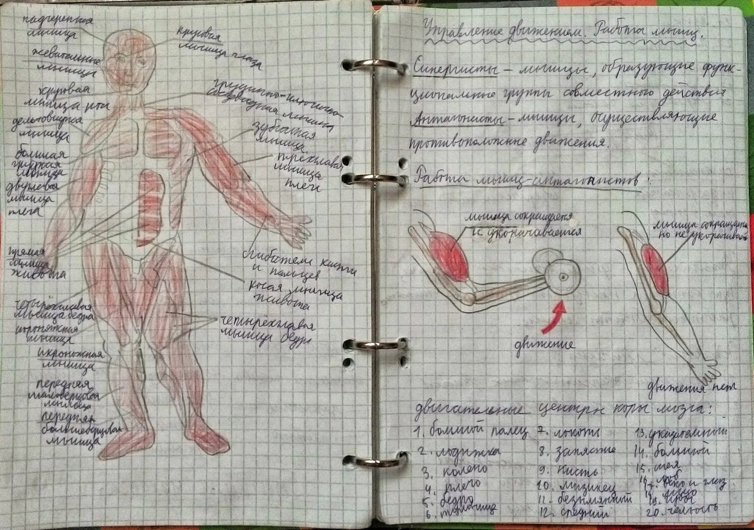 Анатомия конспекты. Анатомия красивые конспекты. Красивые конспекты по анатомии. Конспекты по анатомии. Анатомия конспекты.