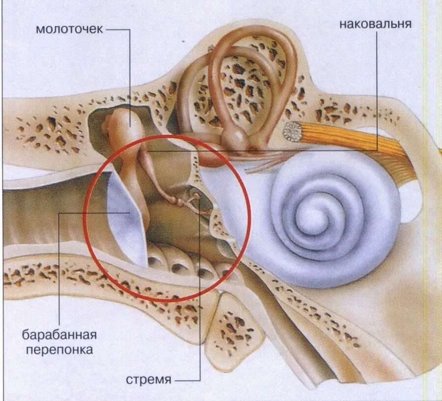 Слуховые косточки расположены в каком ухе. Барабанная перепонка строение уха. Строение среднего уха барабанная перепонка. Барабанная перепонка и слуховые косточки. Среднее ухо барабанная перепонка слуховые косточки.