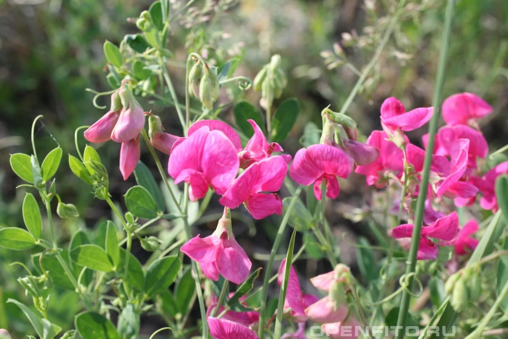 Чина клубненосная. Чина клубненосная Lathyrus tuberosus. Чина посевная. Чина клубненосная семена. Покажи чина