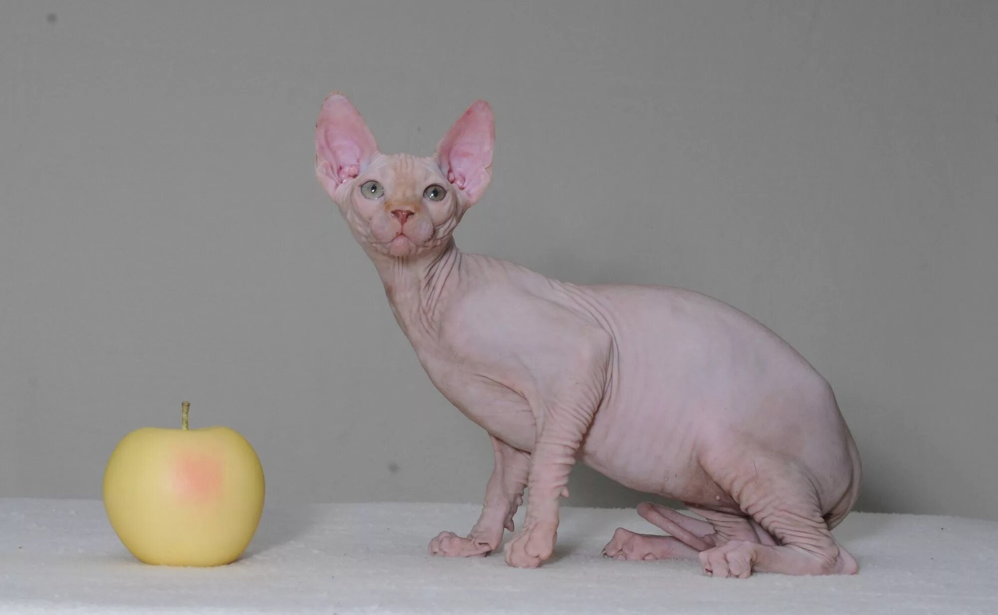 Беременная кошка сфинкс. Беременный канадский сфинкс. Беременный канадский сфинкс. Сфинкс беременность длится. Беременный сфинкс кошка.