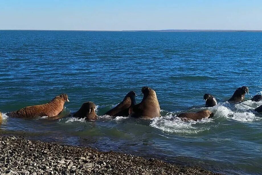 Бассейн моря лаптевых. Море лаптевых тикси. биоресурсы моря лаптевых. средний (остров, море лаптевых). море лаптевых морской заяц.