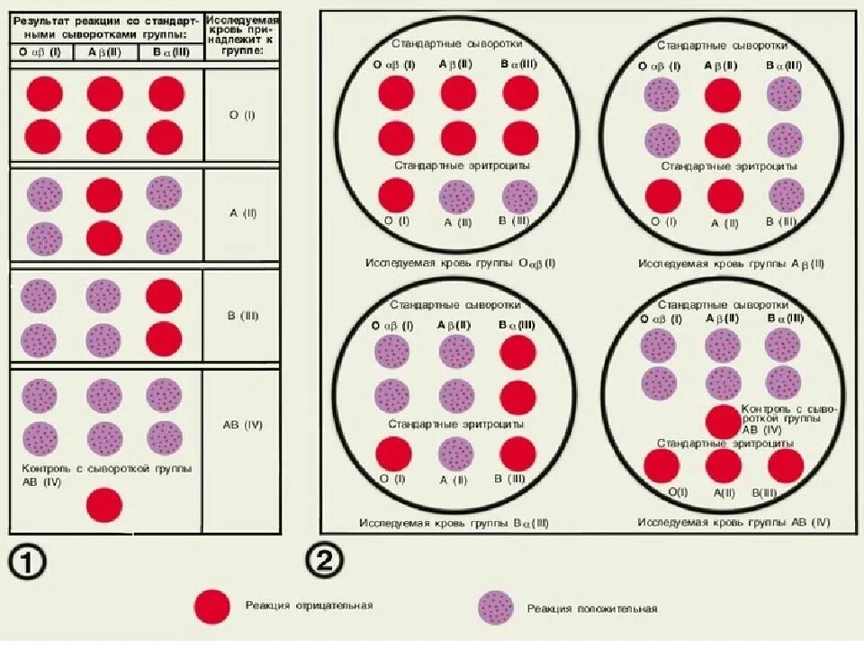 Определите резус фактора группы крови человека. Группа крови Цоликлоны резус фактор. Цоликлоны 1 группа крови. Метод определения группы крови и резус фактора. Сдача крови на резус фактор