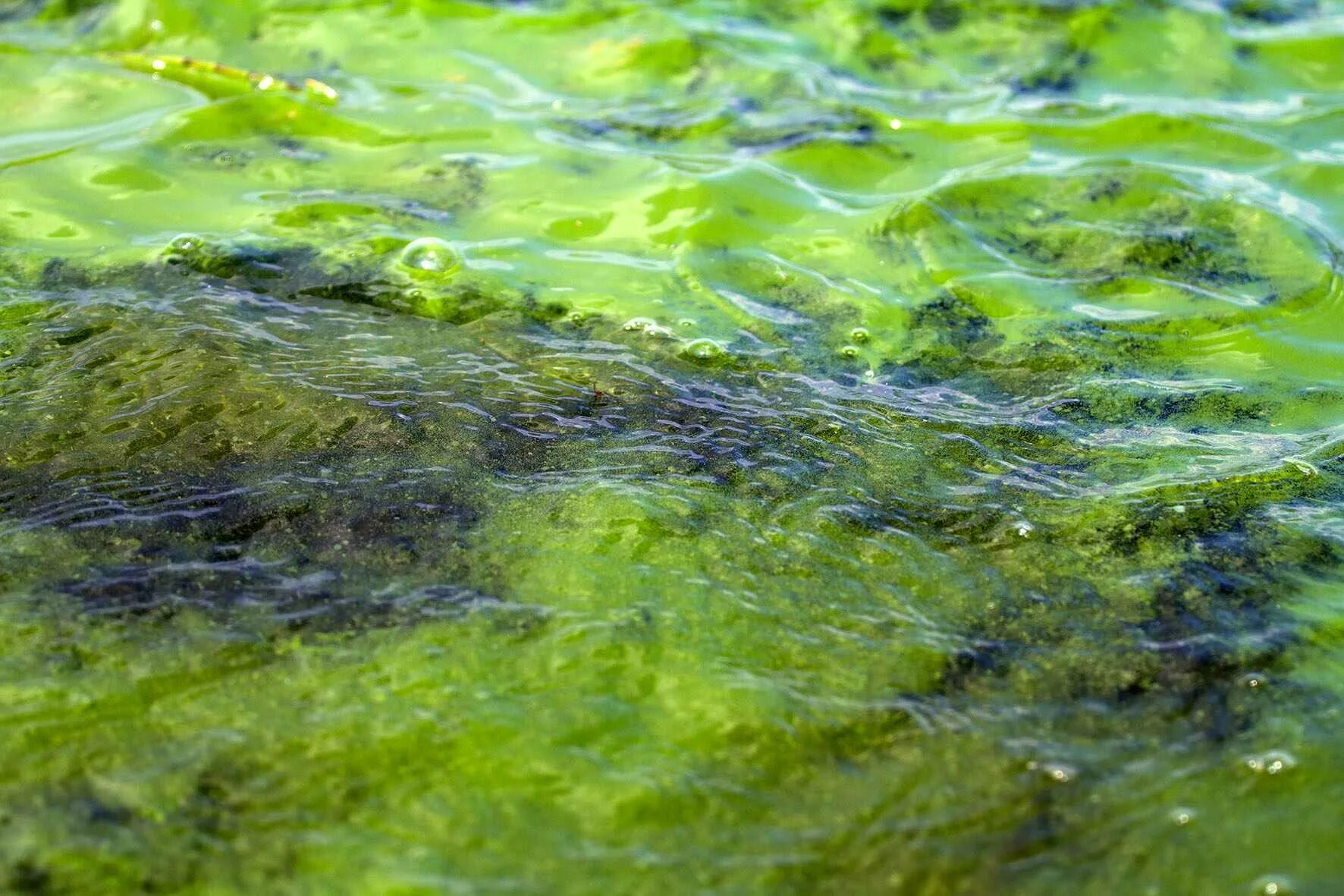 Воздух в водорослях. Спирогира водоросль. Зеленые водоросли спирогира. Байкал водоросли спирогиры.
