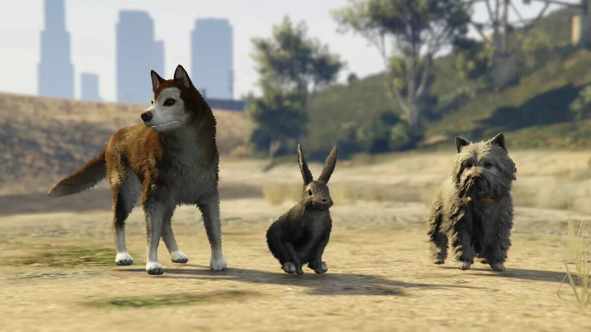 Мопс гта 5. Питомцы в гта 5. Тигр гта 5. Гта 5 мод на животных. Gta 5 охота.