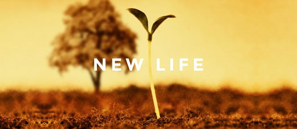 Give a new life. The New Life. New Life фото. New Life надпись. New Life обои на телефон.