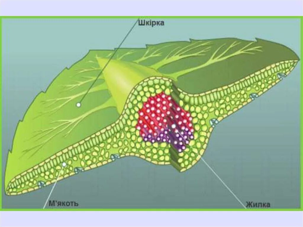 Слой клеток листа. Клеточное строение жилки. Внутреннее строение мякоти листа. Внутреннее строение жилки листа. Мякоть листа структура.