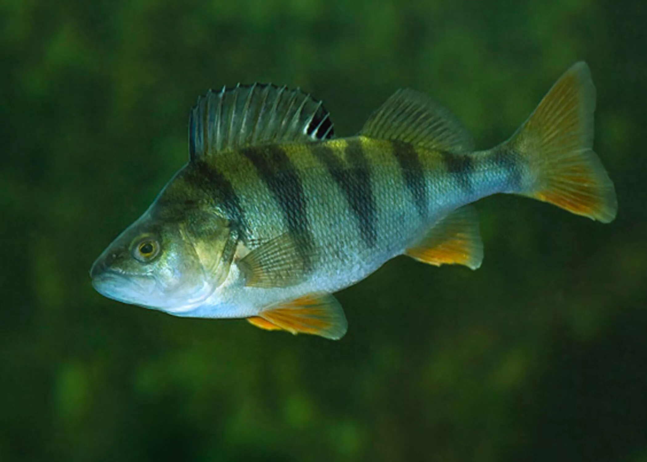 речной окунь. перч. перч. перч рыба. окуневые окунеобразные.