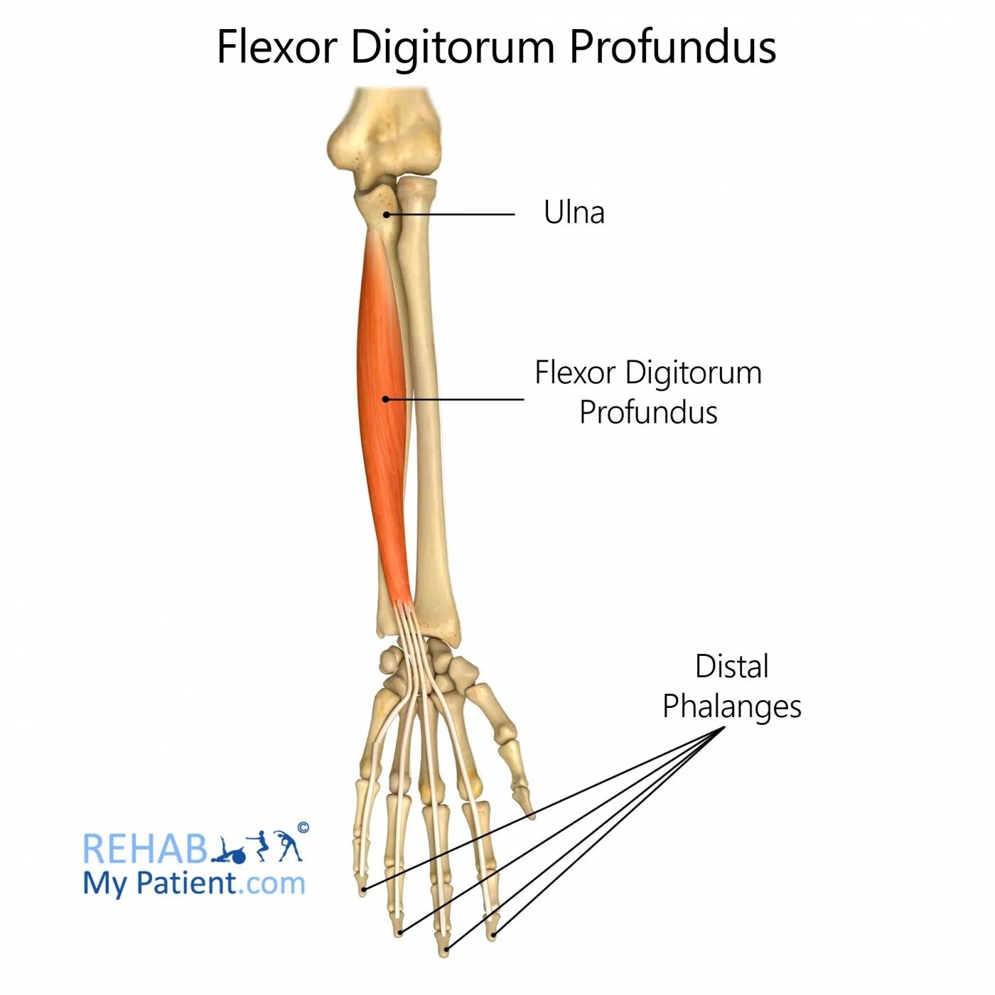 Сгибатель латынь. M Flexor digitorum Profundus иннервация. Поверхностный сгибатель пальцев (кисти) – musculus Flexor digitorum superficialis. Глубокий сгибатель пальцев иннервация. Поверхностный сгибатель пальцев кисти m. Flexor digitorum superficialis.