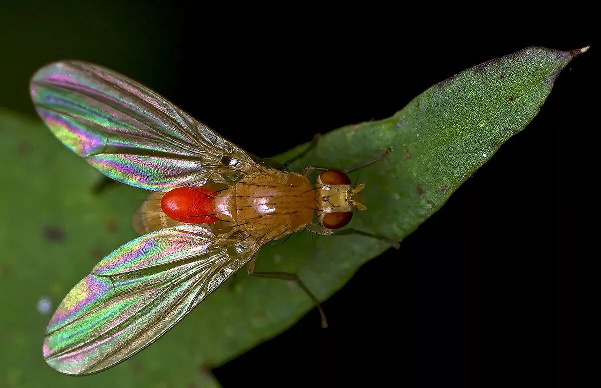 Мухи какие крылья. Крылья мухи. diptera крылья. крылья мухи фото.
