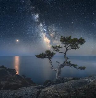 Сосна луна