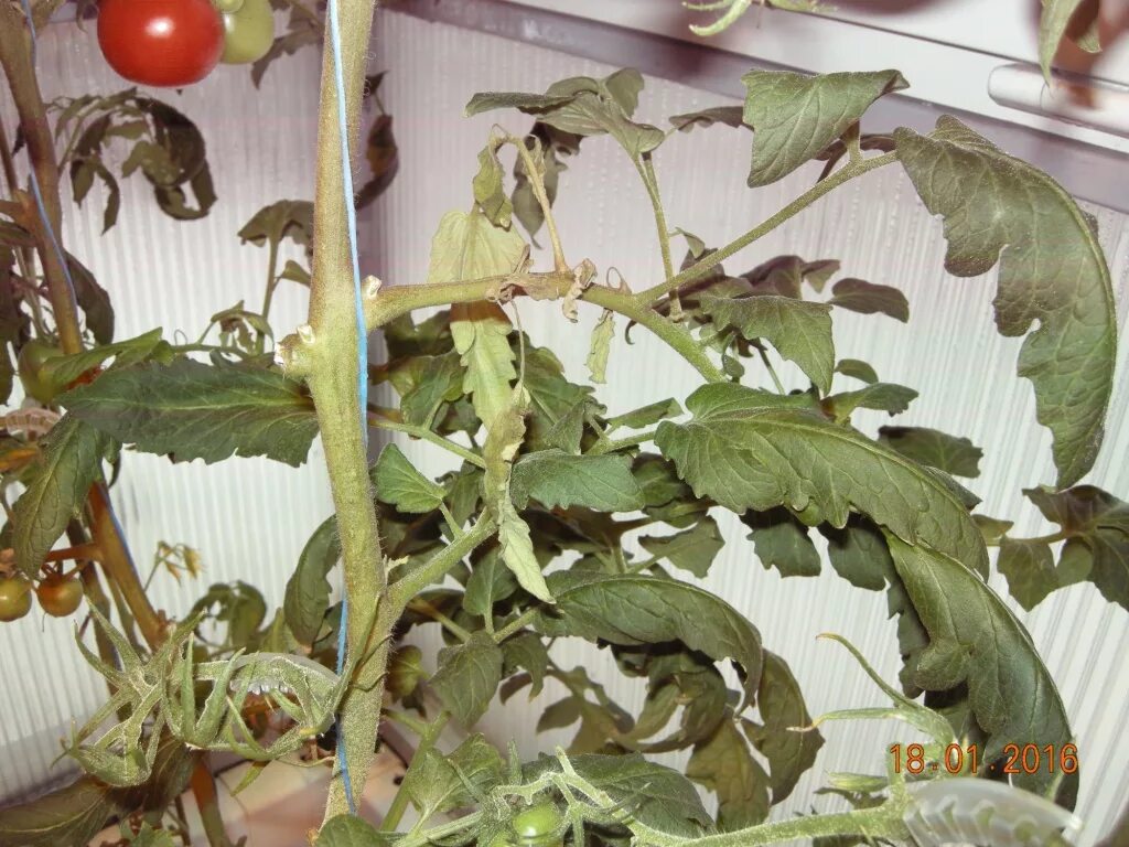 Болезни у томатов на стволе. Белые наросты на стебле томатов. Сохнут цветы на помидорах. На стебле томатов бугорки.