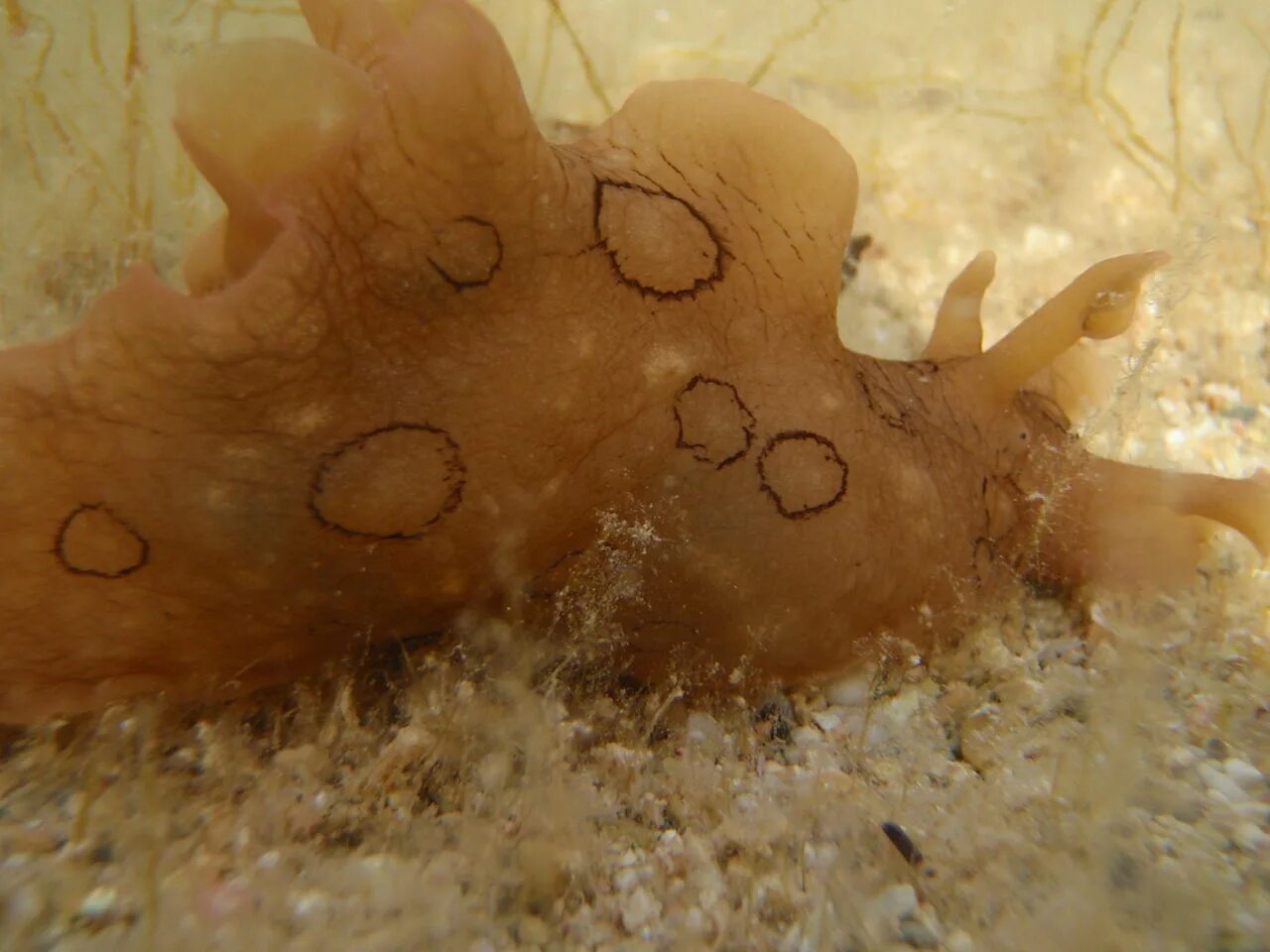 Моллюском аплизией. Морской заяц моллюск аплизия. Морской заяц Aplysia. Аплизии морские зайцы.