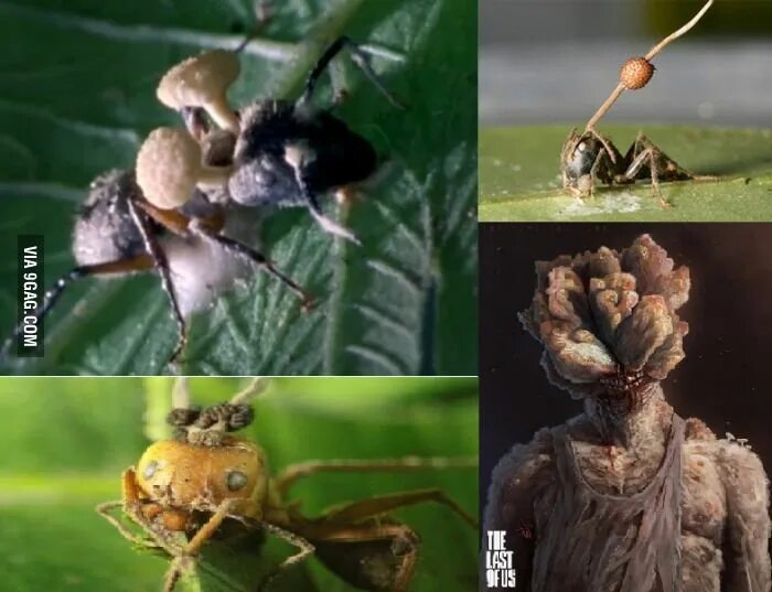 BBC Two - Nature's Weirdest Events, Series 2, Episode 3, In pictures: Series 2, 