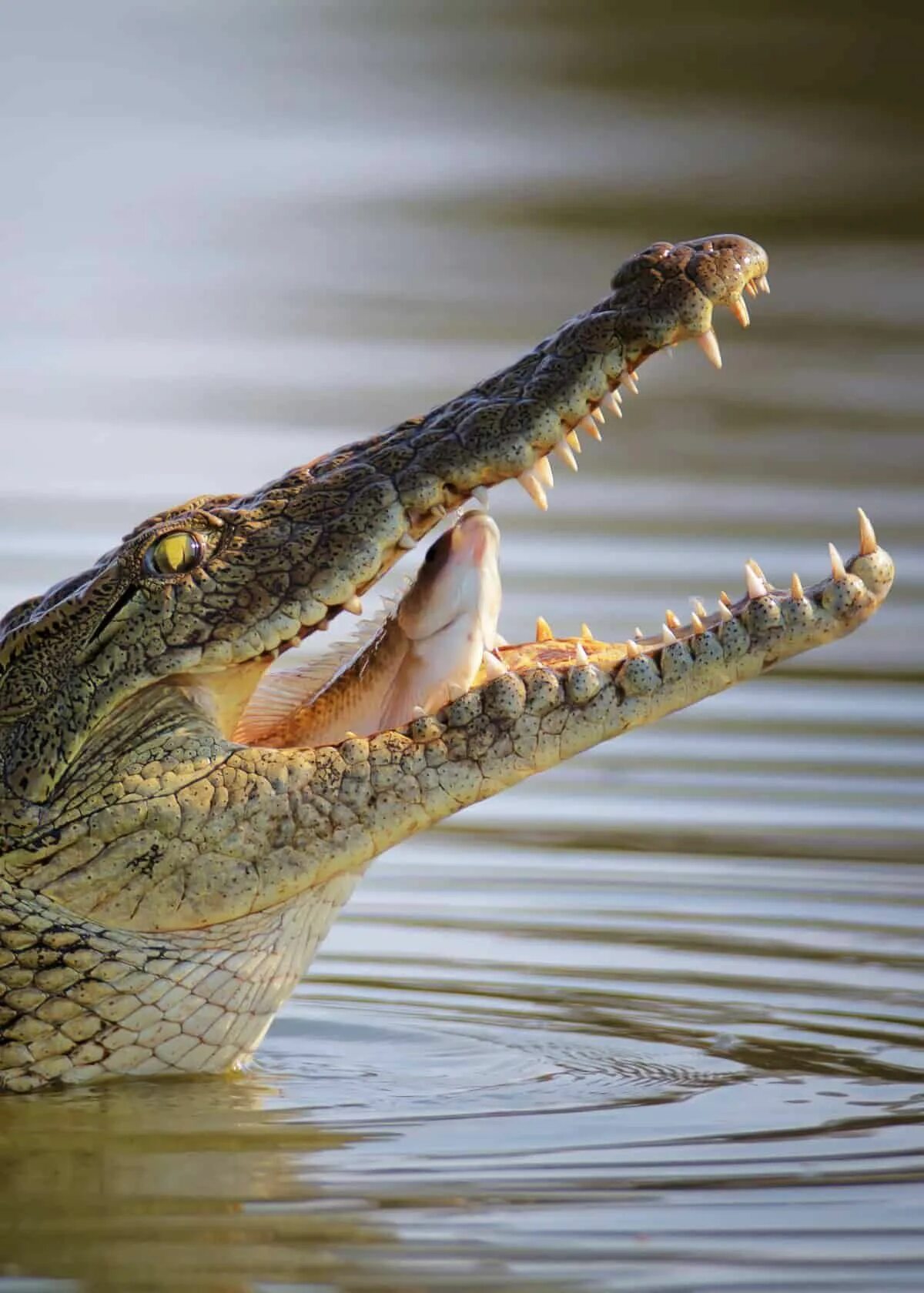 National Geographic The Amazing Crocodile YouTube