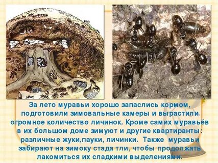 Все лето хлопочут муравьи вид предложения