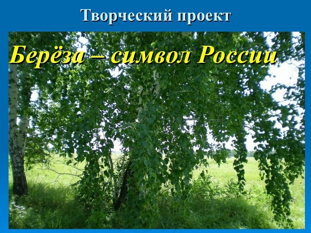 Береза символ россии презентация