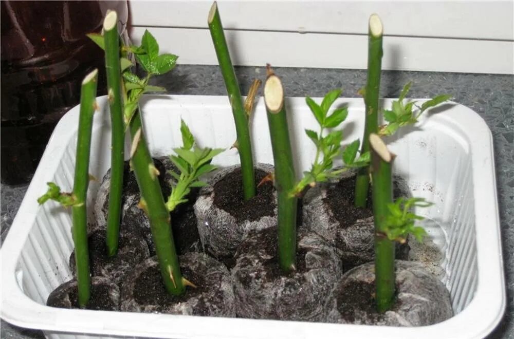 Черенок в горшке. Как поливать черенки. Посадка и полив розы. Базилик черенкование. Как поливать черенки.