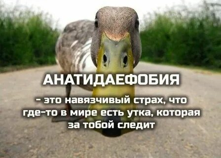 Утка следит за тобой фобия как называется