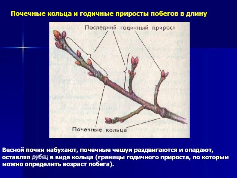 Почечные кольца и годичные приросты. ПАЗУШНАЯ почка древесного побега. Расположение почек на побеге вишни. Годичный побег с почками сирени. Побег из придаточной почки корня