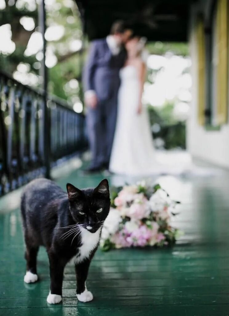 Кошачья свадьба. Кошки в свадебных нарядах. Кошка в свадебном платье. Кот и кошка свадьба.