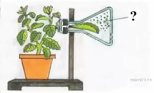 Опыты по ботанике с растениями. Опыты с водой и растениями. Опыт растения дышат. Опыт показывающий дыхание растений.