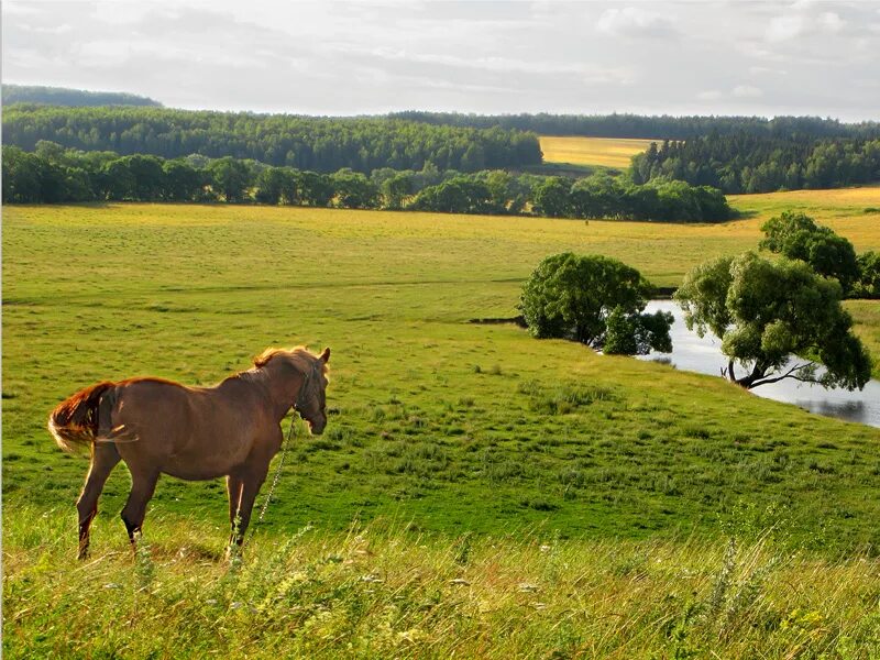 родные земли компания. родина. природа нашей родины. луг простор. радость жизни природа.