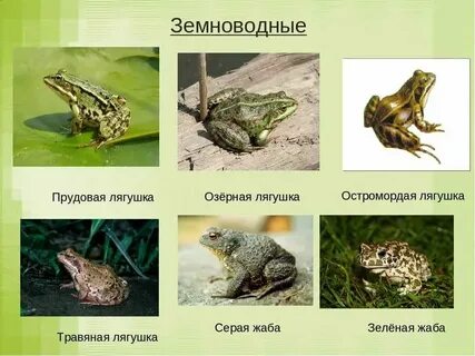 Год жабы какие года