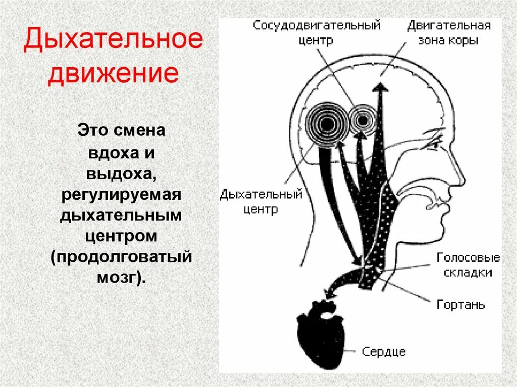 Дыхание движение