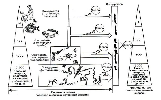 Поток энергии и пищевые цепи. Пирамида питания энергетическая экология. Пирамида потока энергии экосистема. Трофические уровни таблица. Фитопланктон трофический уровень
