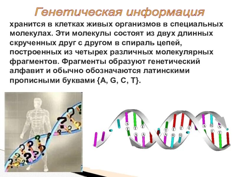 Наследственная информация представлена. Генетическая информация. Генетика информация. Что такое наследственная информация в информатике. Генетическая информация информация.