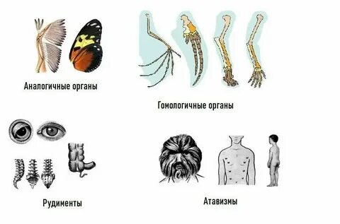 Аналогичные органы какие это органы