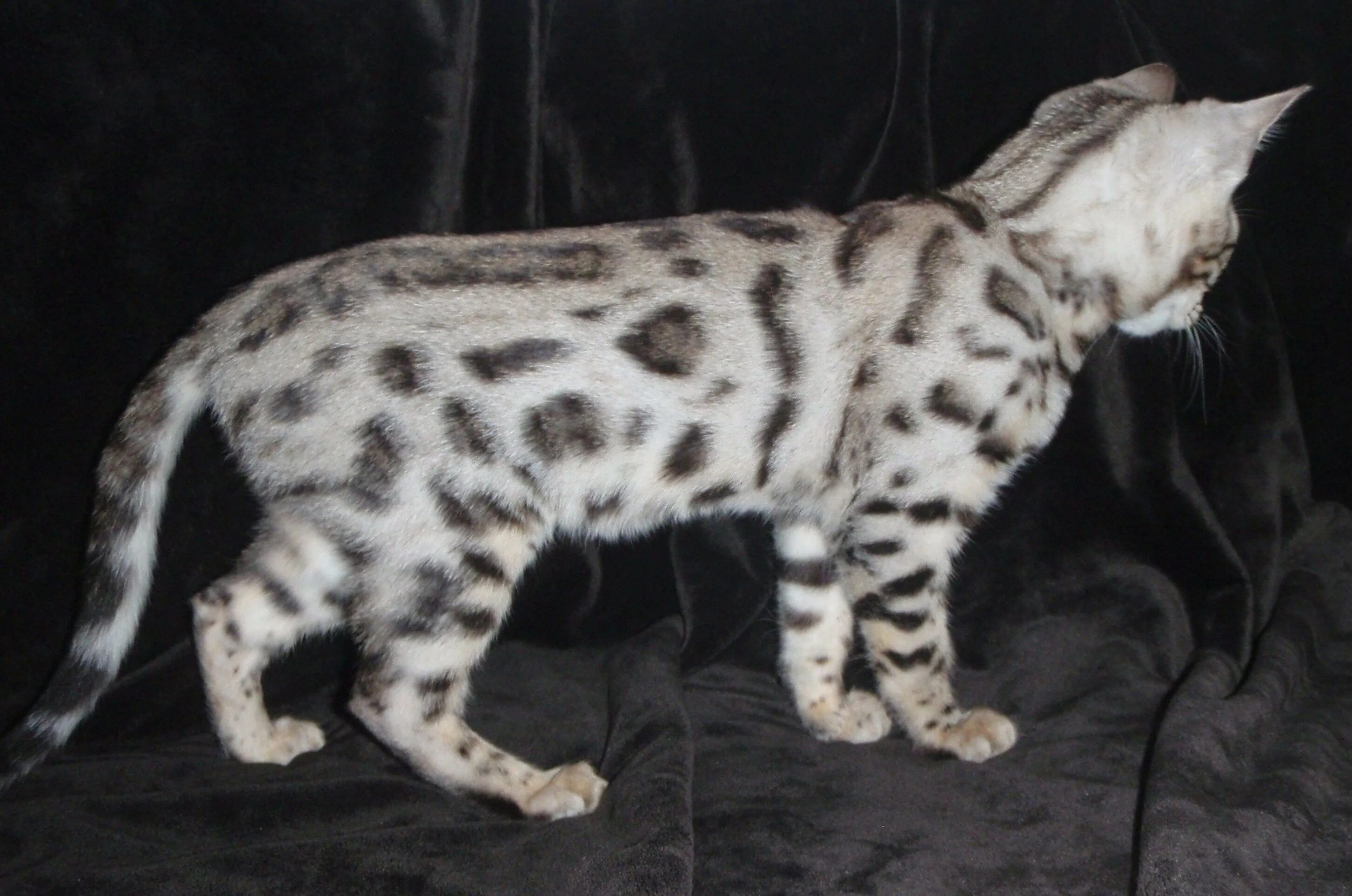 Рассмотрите фотографию пятнистой кошки породы бенгальская. Белый бенгал. Бенгальская кошка снежный Барс. Снежный Барс котенок бенгал. Серебристый мраморный бенгал.