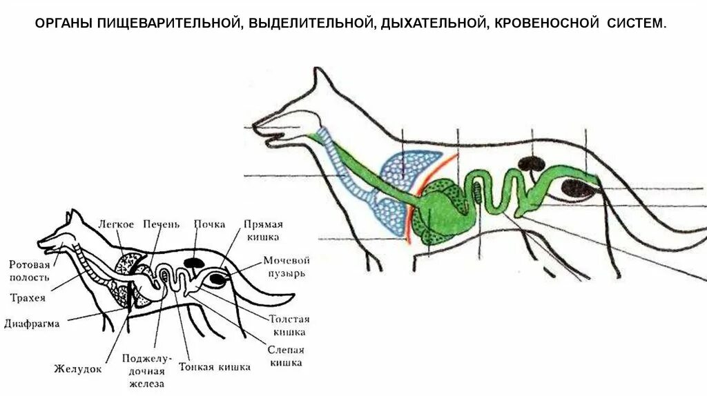 Дыхательная система собаки. Класс млекопитающие выделительная система. Схема строения выделительной системы млекопитающих. Выделительная система животных млекопитающих. Пищеварительная дыхательная и выделительная системы собаки.